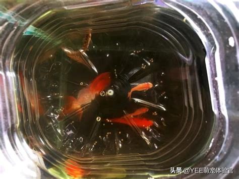 魚缸魚隻數量|魚缸養多少魚合適，這個公式告訴你，再也不用請教別。